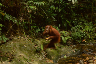 Sumatran Jungle Photo Diary