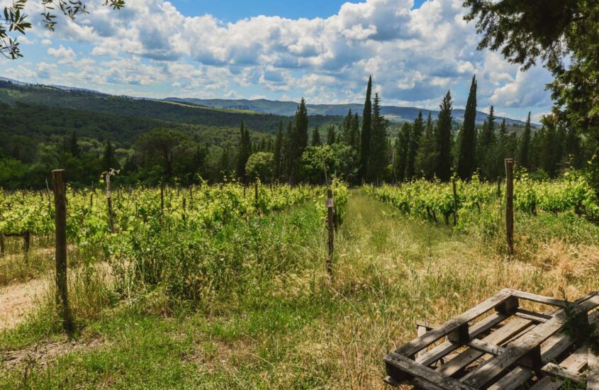 Chianti Organic Wine Tour in Tuscany